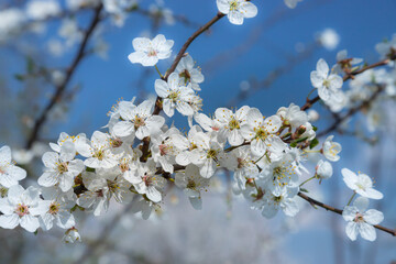 Selective focus of beautiful branches of plum blossoms on the tree under blue sky, Beautiful Sakura flowers during spring season in the park, Floral pattern texture, Nature background