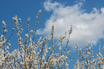 Selective focus of beautiful branches of plum blossoms on the tree under blue sky, Beautiful Sakura...