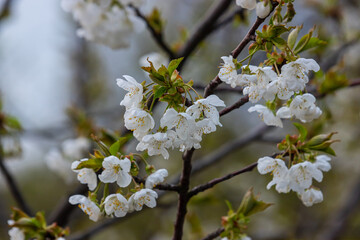 Selective focus of beautiful branches of cherry blossoms on the tree under blue sky, Beautiful Sakura flowers during spring season in the park, Floral pattern texture, Nature background
