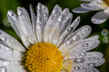 Macro image of dewy Daisy flower or Bellis perennis from Asteraceae family, close up of blooming spring meadow flowers © Oleh Marchak