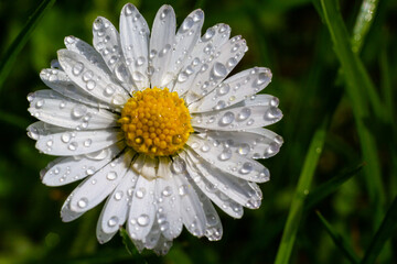 White daisies flowers growing together on a green lawn. Floral spring background © Oleh Marchak