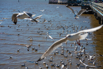 Seagulls bird flying eat food feed by people at Bangpu vacation center