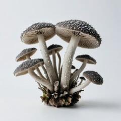 mushrooms in grass on white
