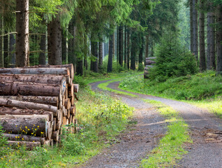 Winding Dirt Road through Spruce Forest with Piles of Wood