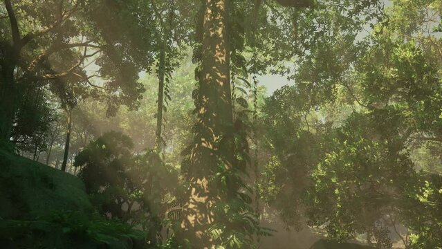 morning fog in dense tropical rainforest