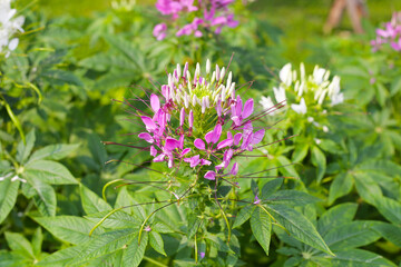 Cleome spinosa flower in the park