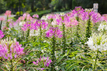 Obraz premium Cleome spinosa flower in the park