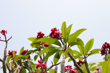 Plumeria or frangipani flower. Tropical tree