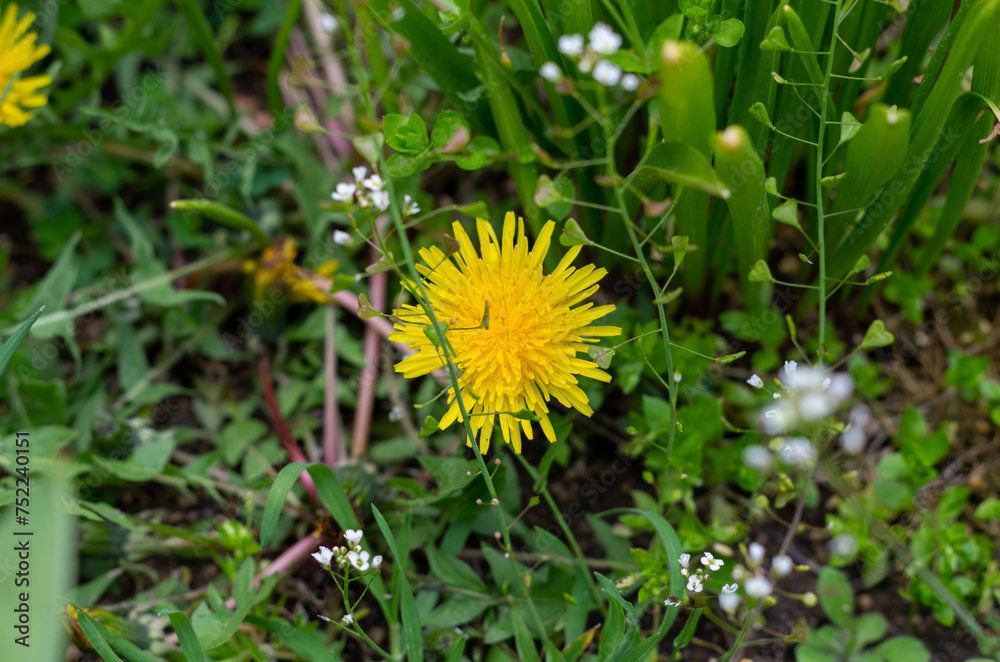 Poster dandelion in the grass