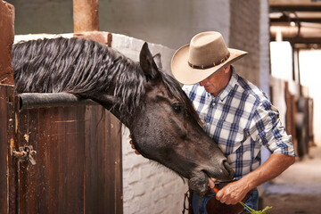 Man, farmer and feeding a horse in stable for care with bonding, support and help in Texas. Mature,...