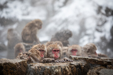 Snow monkey
