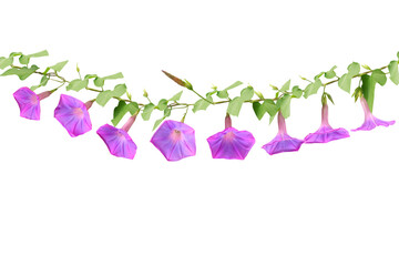 Close-up of beautiful purple morning glory flowers isolated on transparent background png file.