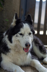 husky portrait