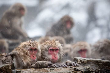 Badezimmer Foto Rückwand Snow monkey © LightItUp