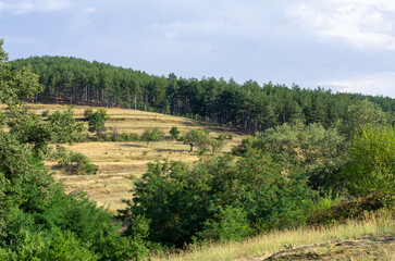 Fototapeta na wymiar trees in region country