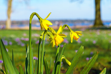 View of blooming daffodils in a clearing in the morning light. Close-up of beautiful blooming...