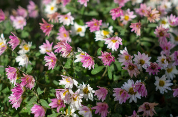 pink and white flowers