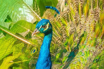 Obraz premium Closeup of one of the many peacocks free roaming the grounds of Evora Public Park (Jardín Público de Ébora), Alentejo, Portugal