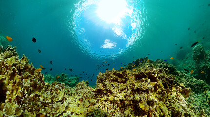 Coral reefs under the sea. Underwater world with coral reef and tropical fish.