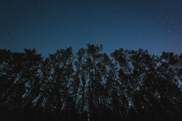 Fototapeta na wymiar Silhouettes of trees in a pine forest against the background of the starry sky in winter time.