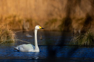 Obraz premium Bird Whooper Swan Cygnus cygnus in early morning light, Poland Europe Knyszynska Primeval Forest wetlands in the middle of the old forest