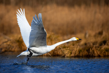 Bird Whooper Swan Cygnus cygnus in early morning light, Poland Europe Knyszynska Primeval Forest...