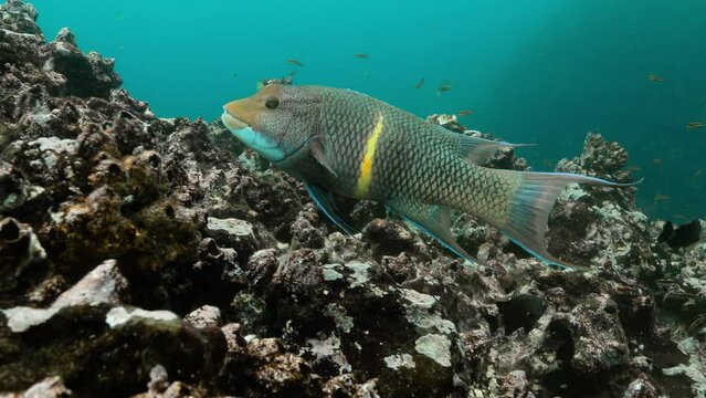 Closeup shot of streamer hogfish swimming over coral reefs.