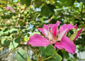 Close-up the Bauhinia Purpurea or Chongkho flowers in the garden, is a species of flowering plant in the family Fabaceae, native to the Indian subcontinent and Myanmar