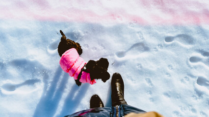 POV walking black dog on cold winter day outdoors. Traces of paws and boots on snow. Human feet and toy poodle puppy wearing pink jacket. Soft focus. film grain pixel texture. Defocused.