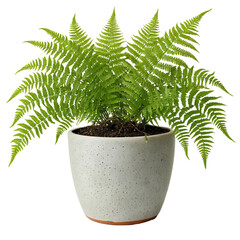 plant in a pot  Fern - The Indoor Plant Known for Its Lush Foliage  isolated on transparent background PNG file