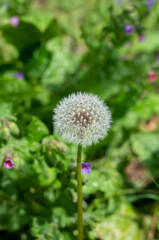 dandelion in the garden