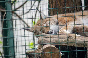 lion in cage