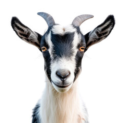 A goat with a black and white face is staring at the camera Isolated on transparent background, PNG