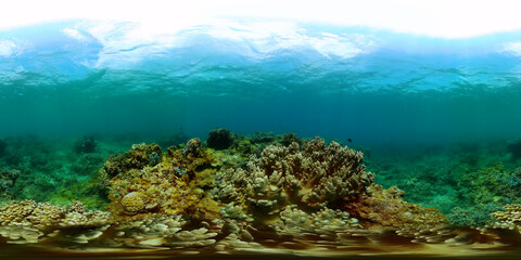 Fototapeta na wymiar Tropical fish and coral reef, underwater seascape. Underwater life landscape. Monoscopic image.
