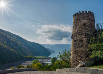 one dog on the background of the Zhinvali reservoir and Ananuri fortress in Georgia