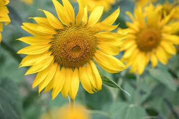 Close-up of a sunflower growing in a field of sunflowers during a nice sunny summer day with some clouds.