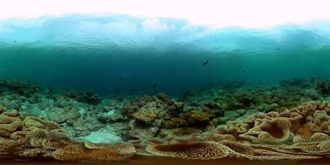 Marine life under the sea. Coral reef and fish underwater world. Virtual Reality 360.