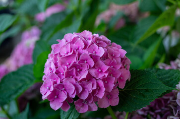 purple hydrangea flower