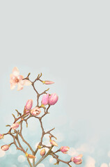 Pink magnolia flowers and buds on the branches on a light background with empty space to fill in. Romantic