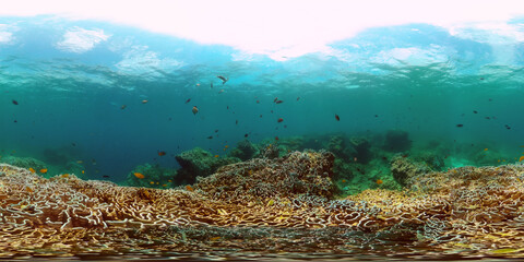 Coral garden with underwater vibrant fish. Monoscopic image. © MARYGRACE