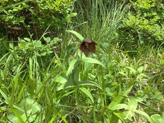白山登山の景色