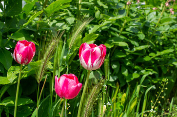 tulips in the garden