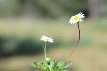  bellis daisies (Bellis perennis) in spring © UMIT