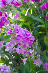 Beautiful orchids at the natural flower garden