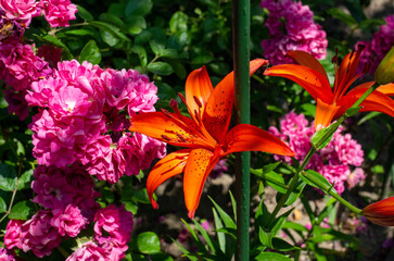 red and yellow flowers