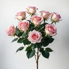 bouquet of roses on white
