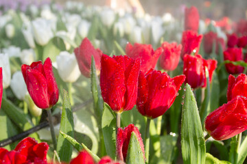 Beautiful red tulips with water droplets on them