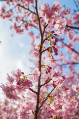 Pink cherry blossom under blue sky