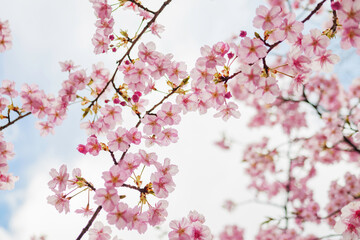Obraz premium Pink cherry blossom under blue sky