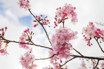 Pink cherry blossom under blue sky